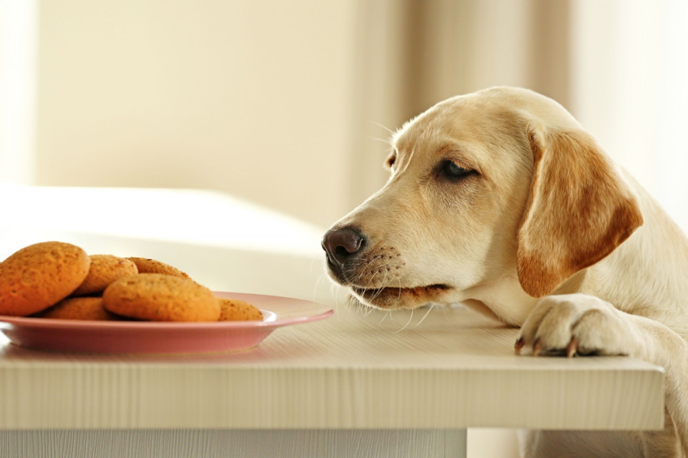 golden retriever esdeklő szemekkel nézi az asztalon levő tányérnyi húst