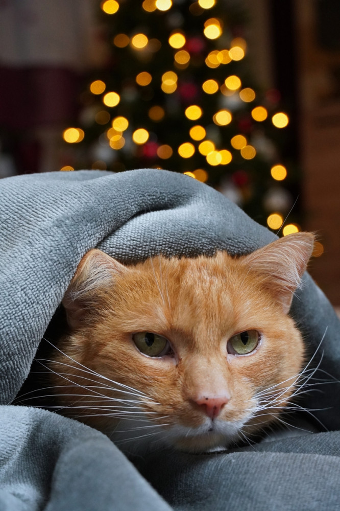 vörös cica takaró alá bújva fekszik, háttérben karácsonyi fények