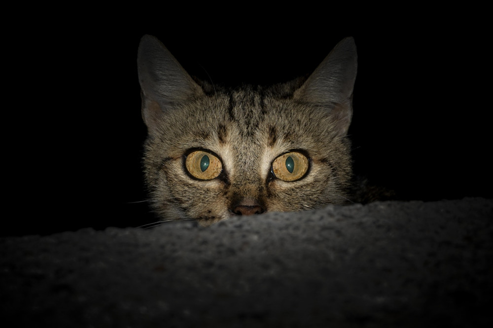 cica riadt szemekkel néz