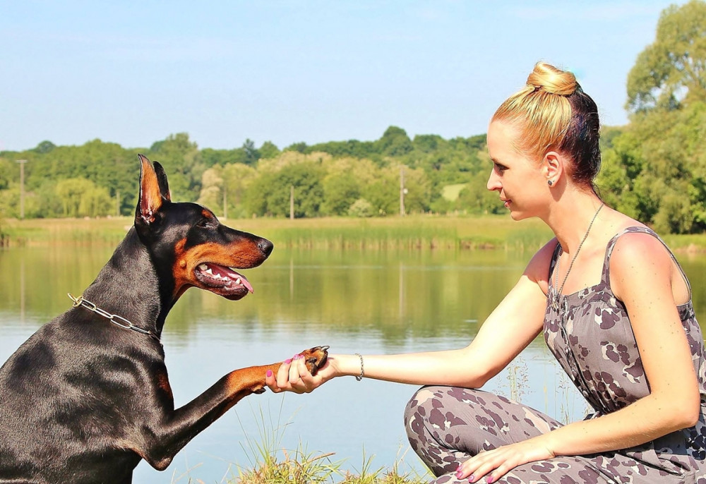 lány dobermannak nyújtja a kezét, aki pacsit ad