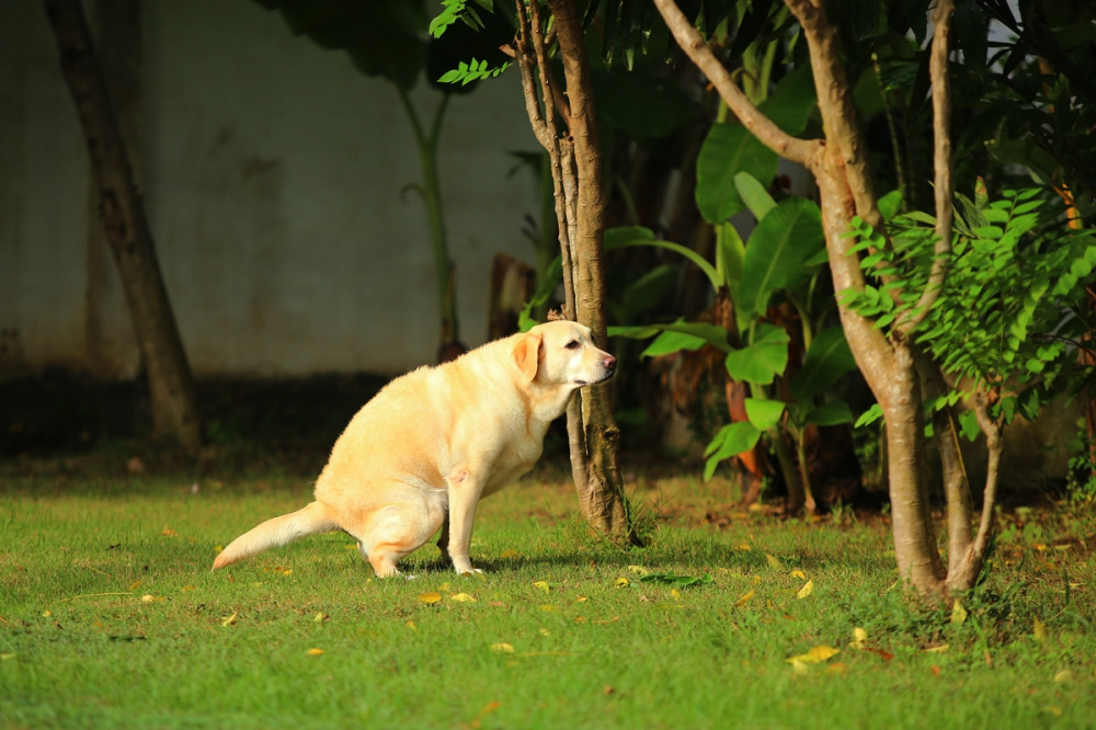 labrador kakil