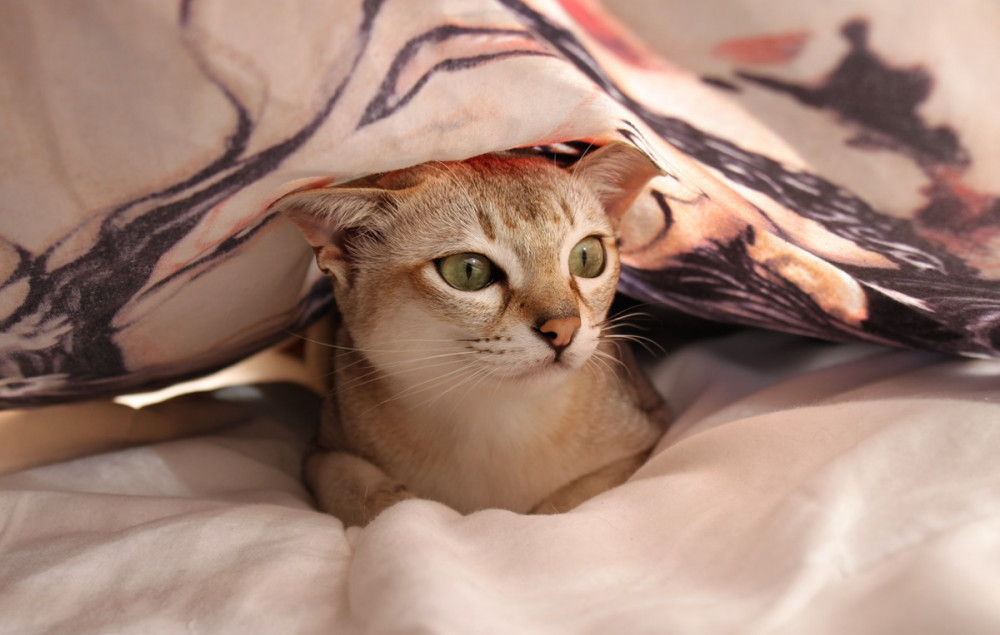 cica takaró alá bújva kifelé les