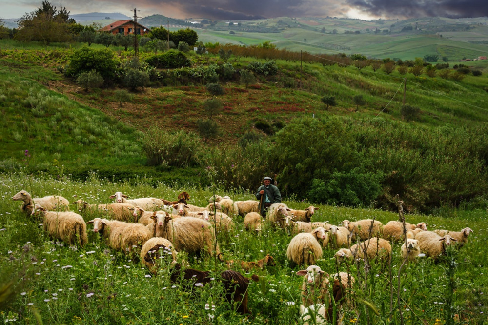 birkanyáj pásztorral és kutyákkal a hegyekben