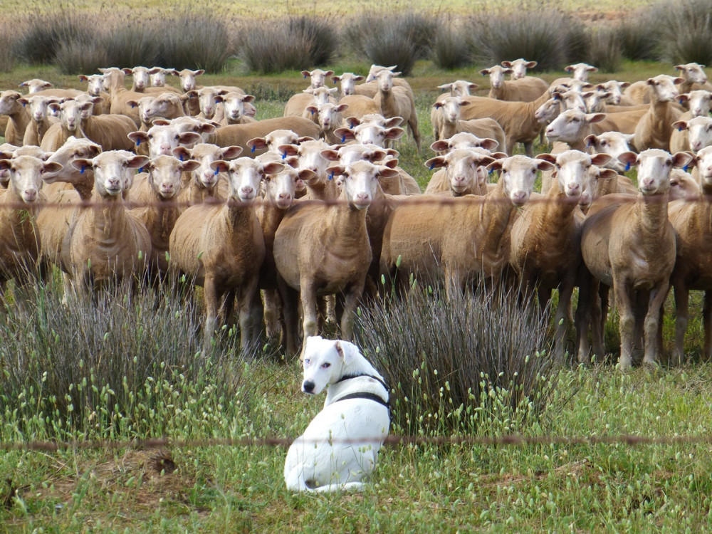 fehér kutya birkanyáj előtt ül és hátrafelé néz