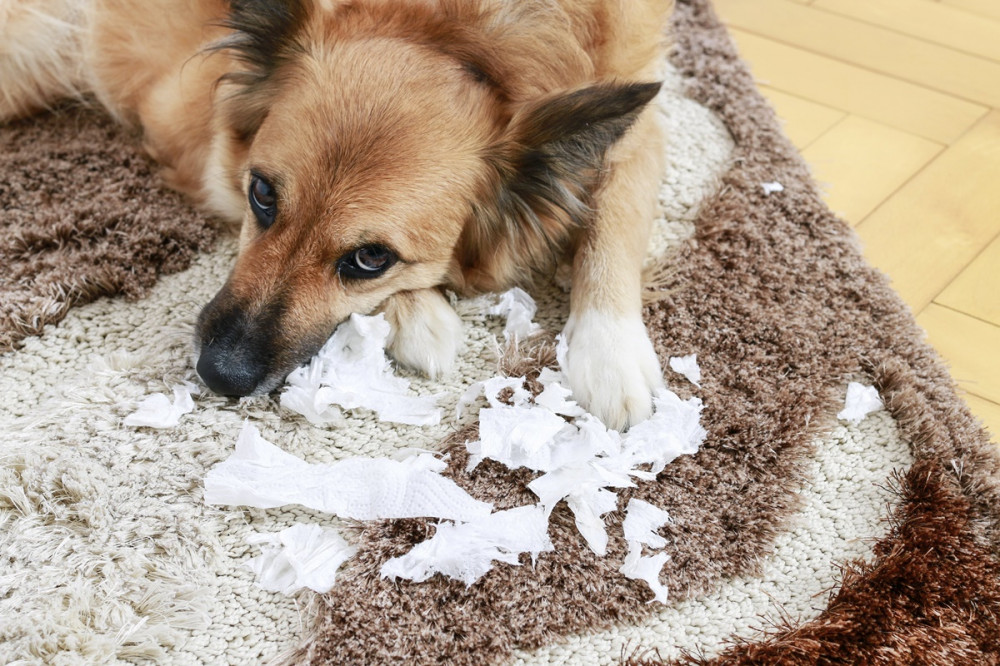 kutya a szőnyegen szétrágott papír mellett