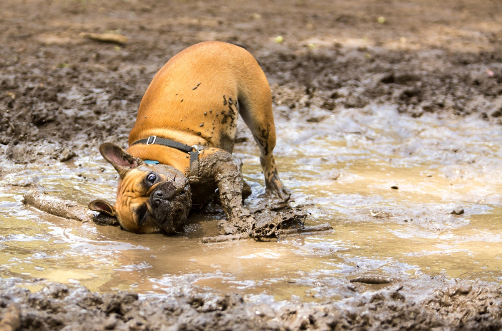 francia bulldog sárban fetreng