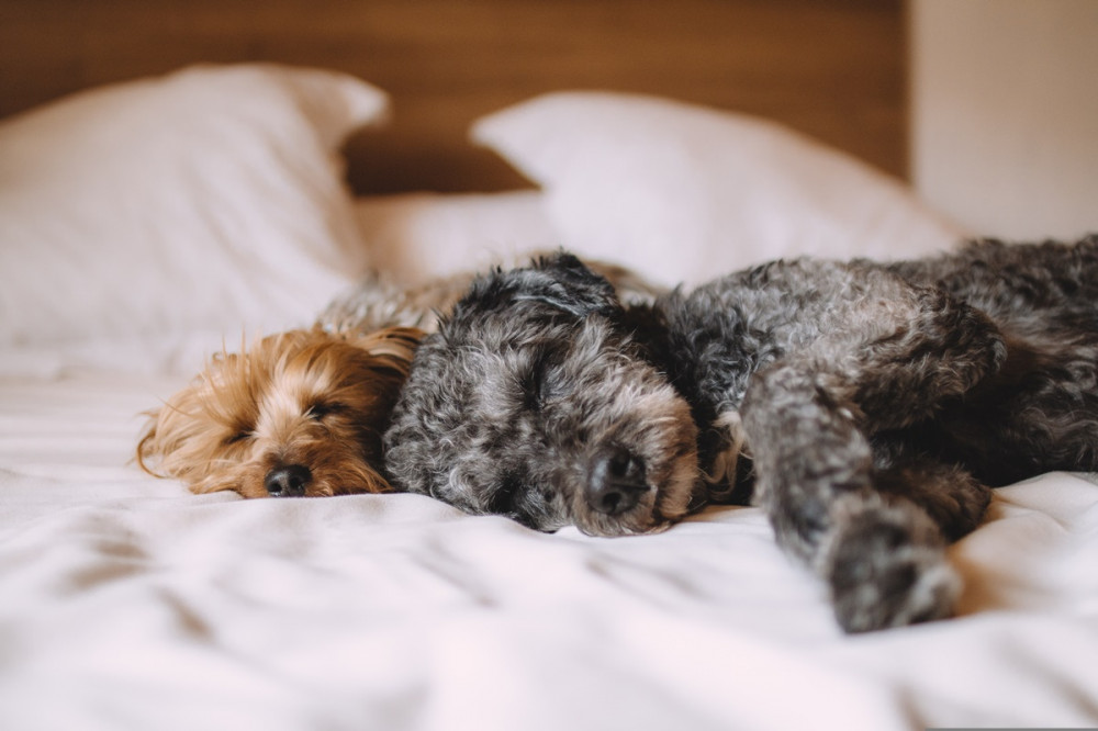 két kutya békésen alszik a család ágyában