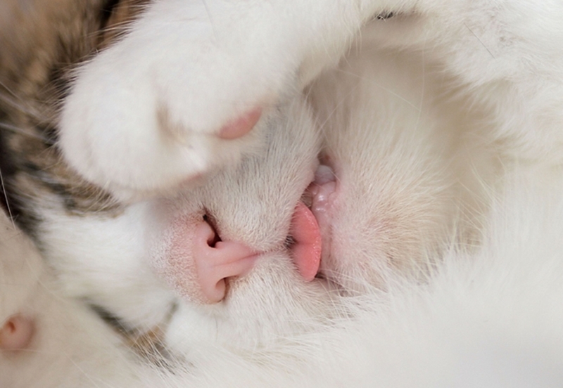 cica kidugott nyelvvel mossa az arcát