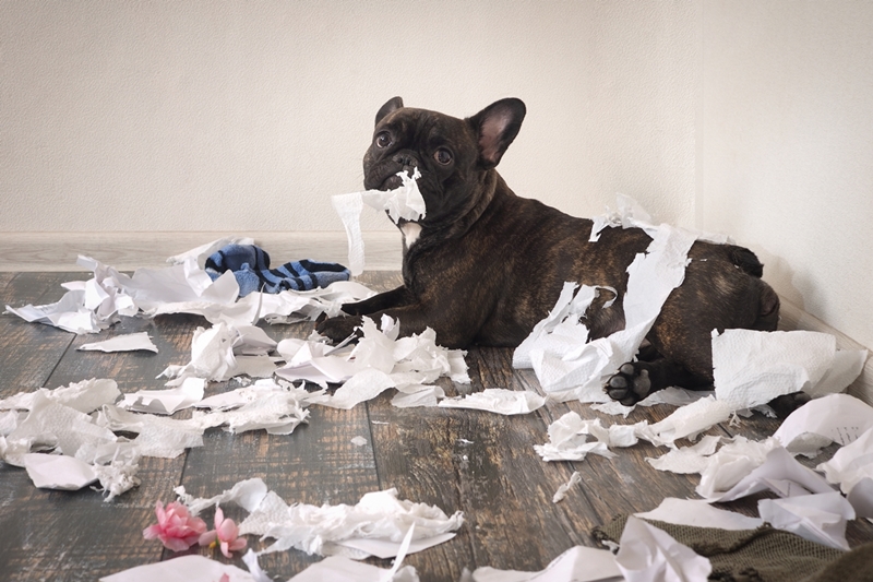 kutya egy csomó széttépett vécépapír között fekszik, még a fején is papír lóg