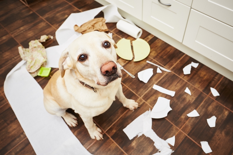 labrador a konyhában széttört tányérok és széttépett papírok között ülve felfelé néz