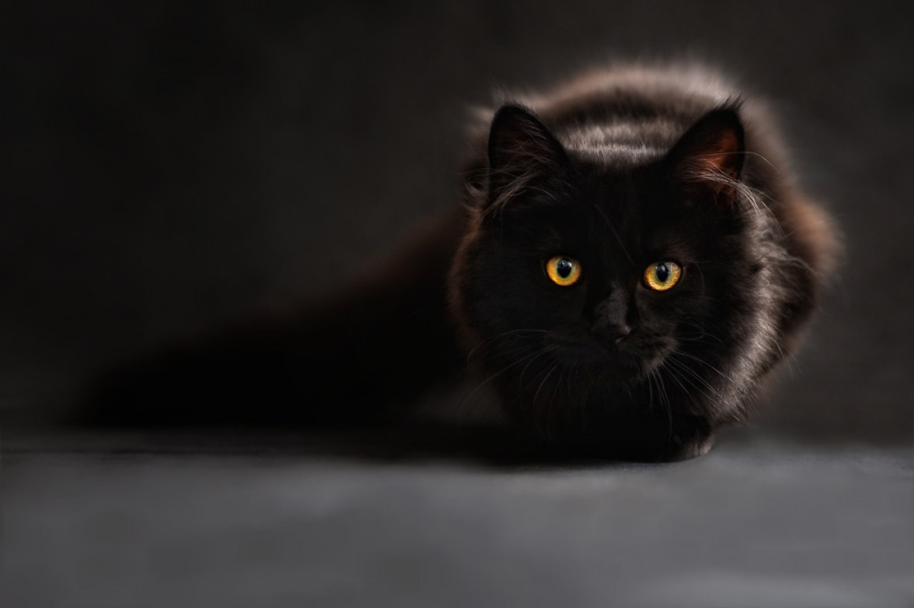 Fekete macska fekszik és áthatóan néz