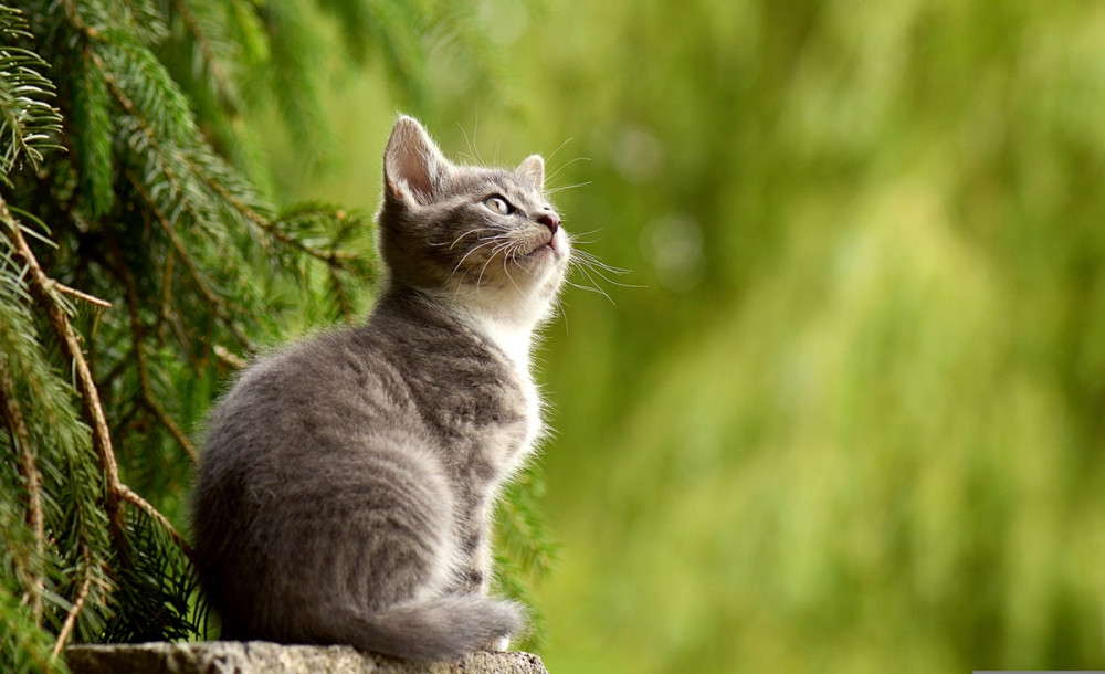 Cica fenyőfa előtt ül és felfelé nézelődik