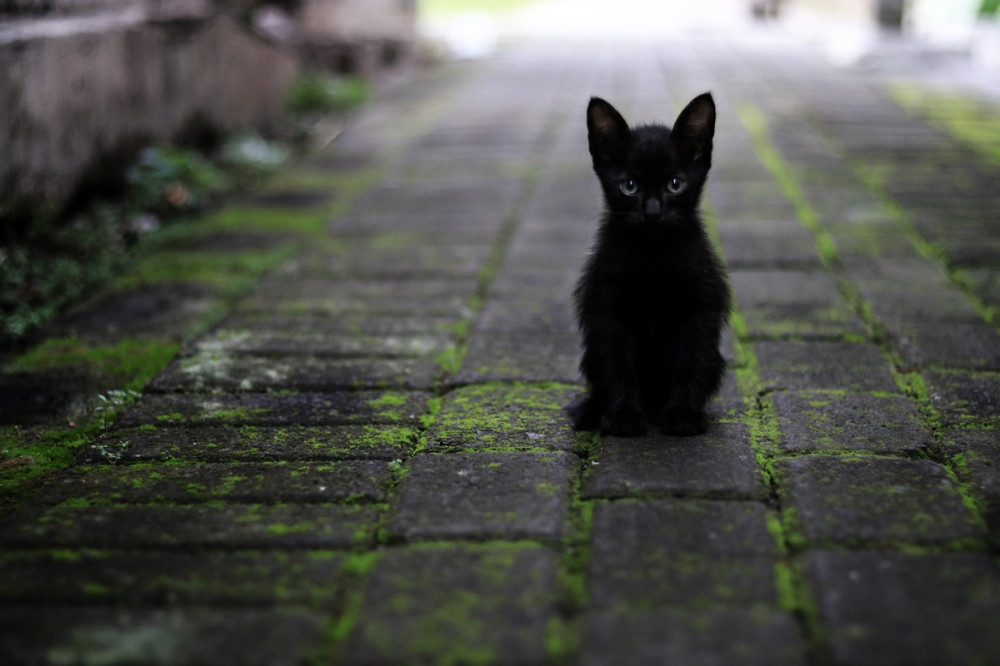 Pici, fekete cica ül a macskakövön