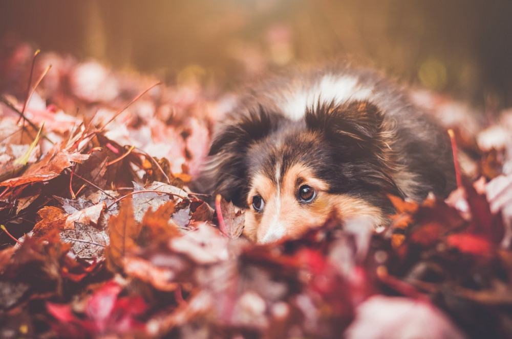 sheltie fekszik az őszi avarban