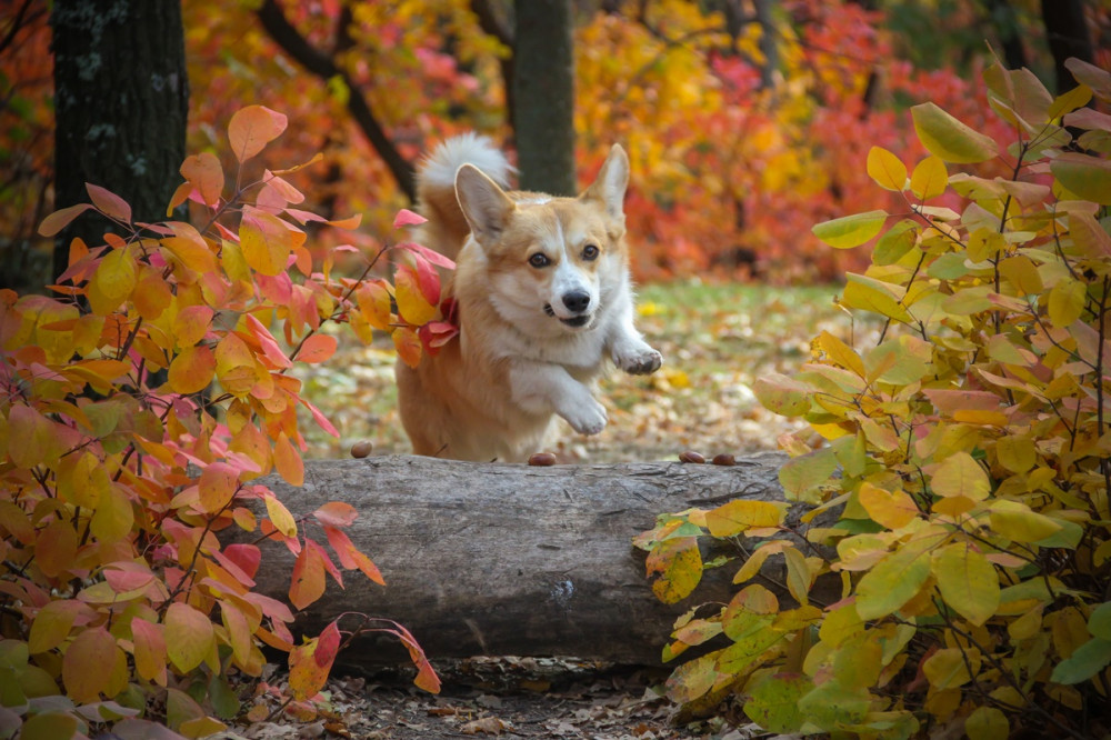 kutya szalad az őszi erdőben és farönköt ugrik át