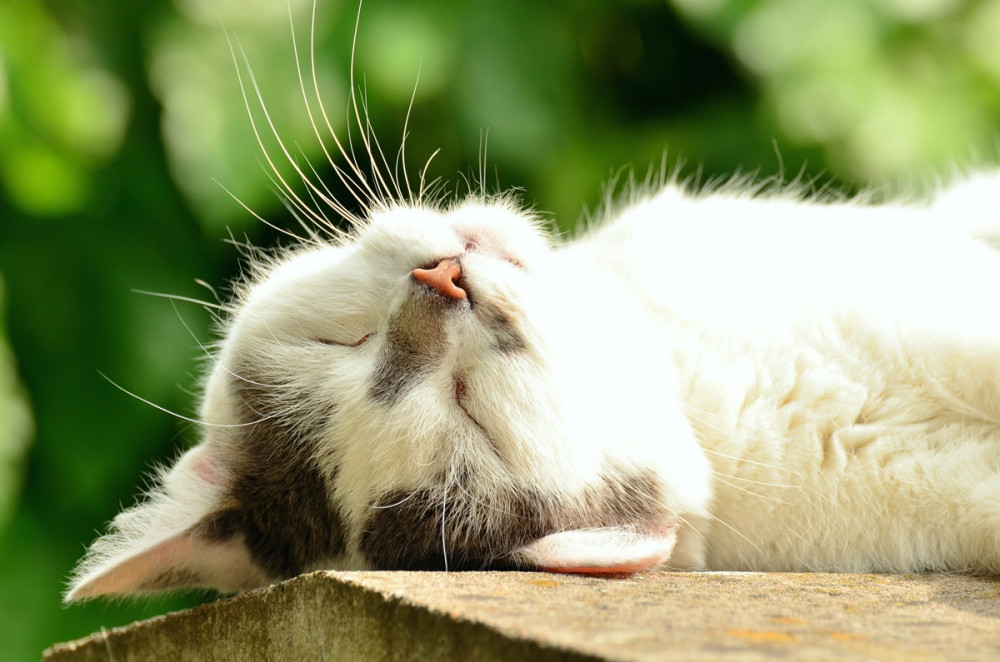 fehér-fekete cica hanyatt fekve lszik