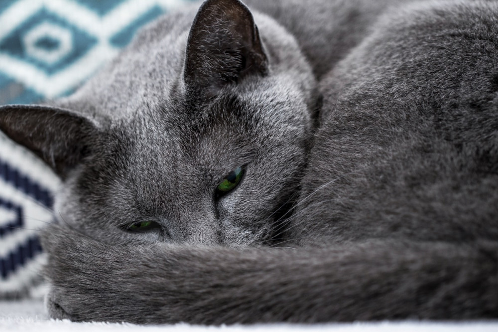orosz kék macska összegömbölyödve alszik