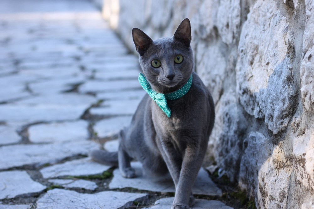 orosz kék macska kék kendővel a nyakában kőfal mellett ül