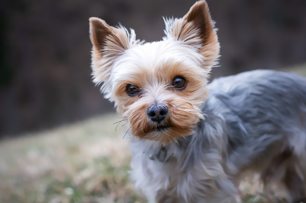 Lenyírt szőrű hobby yorkie