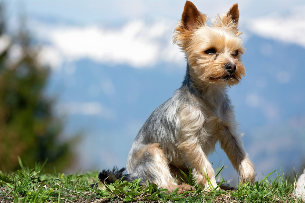 lenírt szőrű hobby yorkie