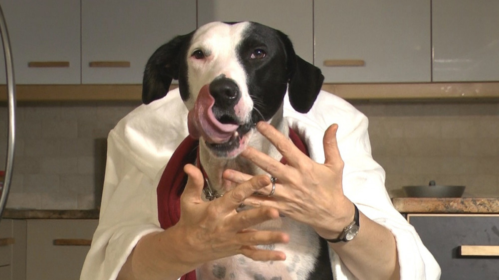 kutya az orrát nyalogatja, előtte emberi kéz