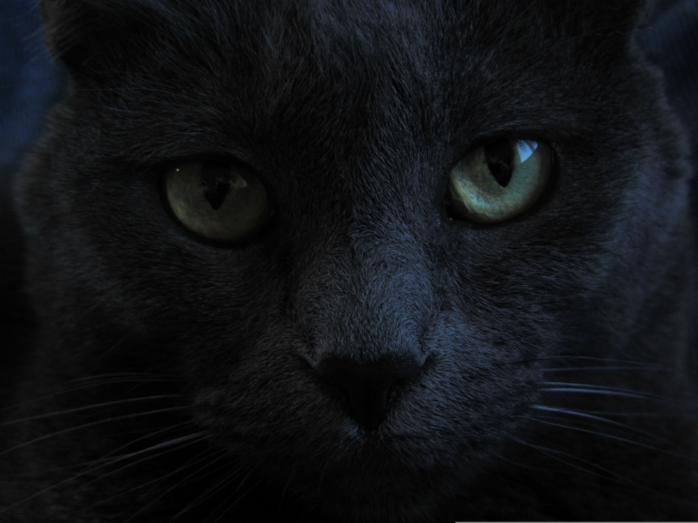 fekete macska közeli portréja