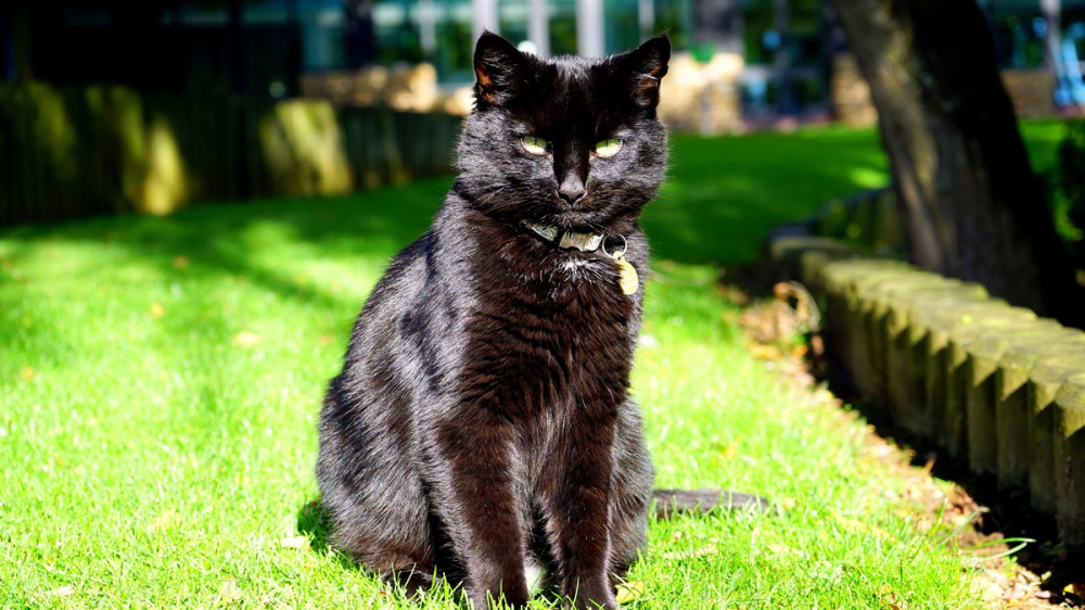 fekete macska ól a zöld fűben