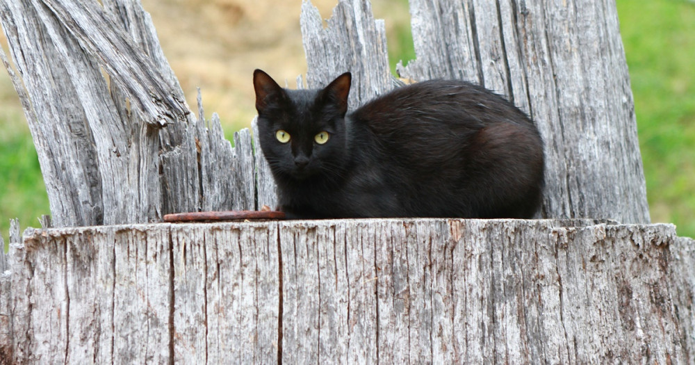 fekete macska ferönkön fekszik