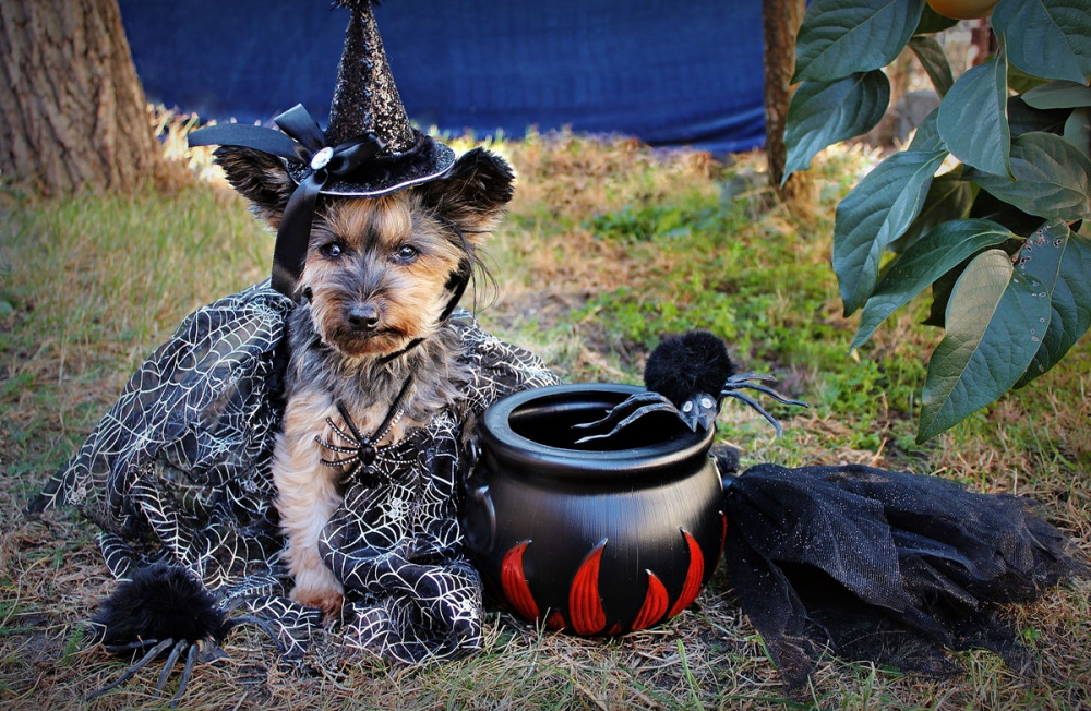 Halloween jelmezbe öltöztetett kutya