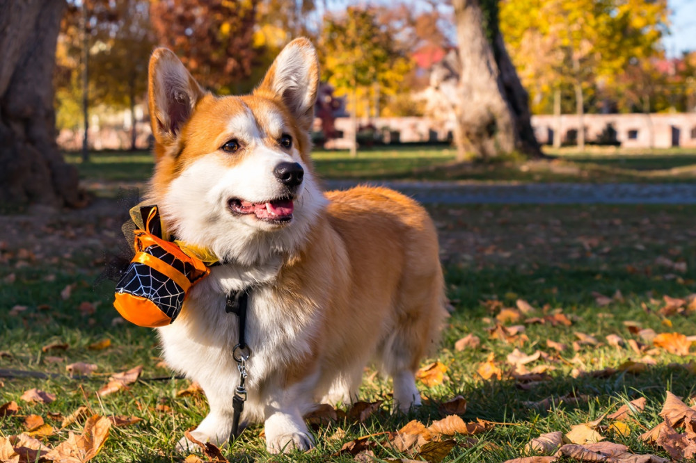 welsh corgie nyakörvén halloween dísszel