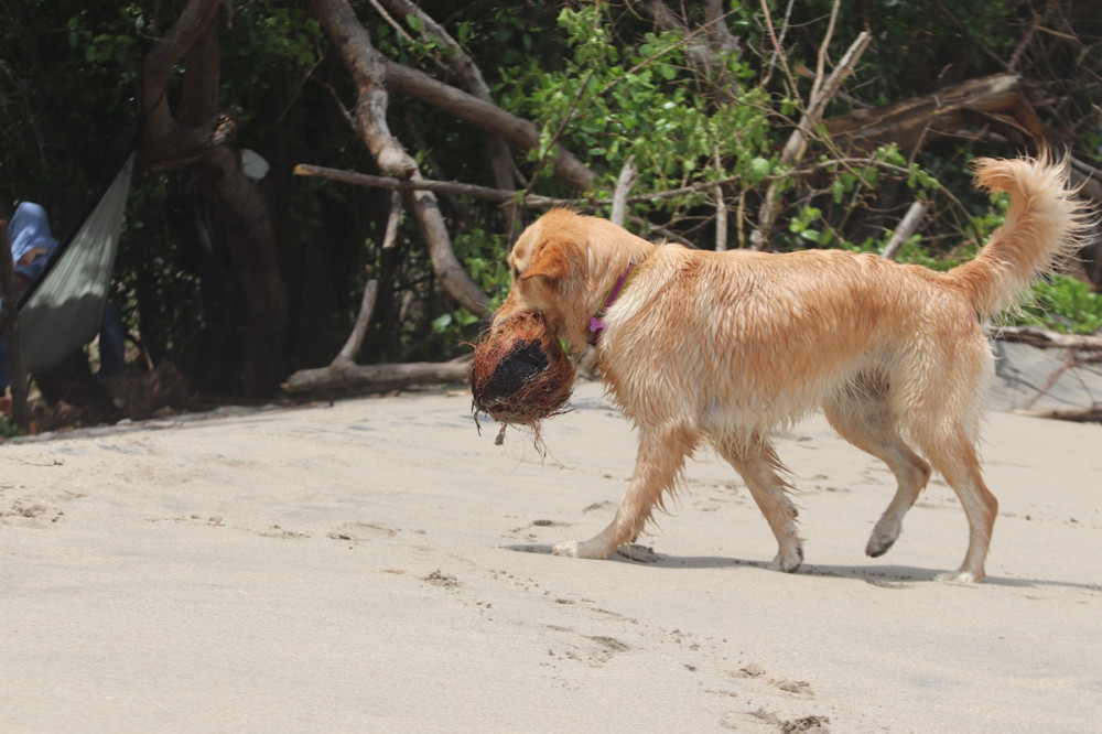 golden retriever kókuszdiót cipel a szájában