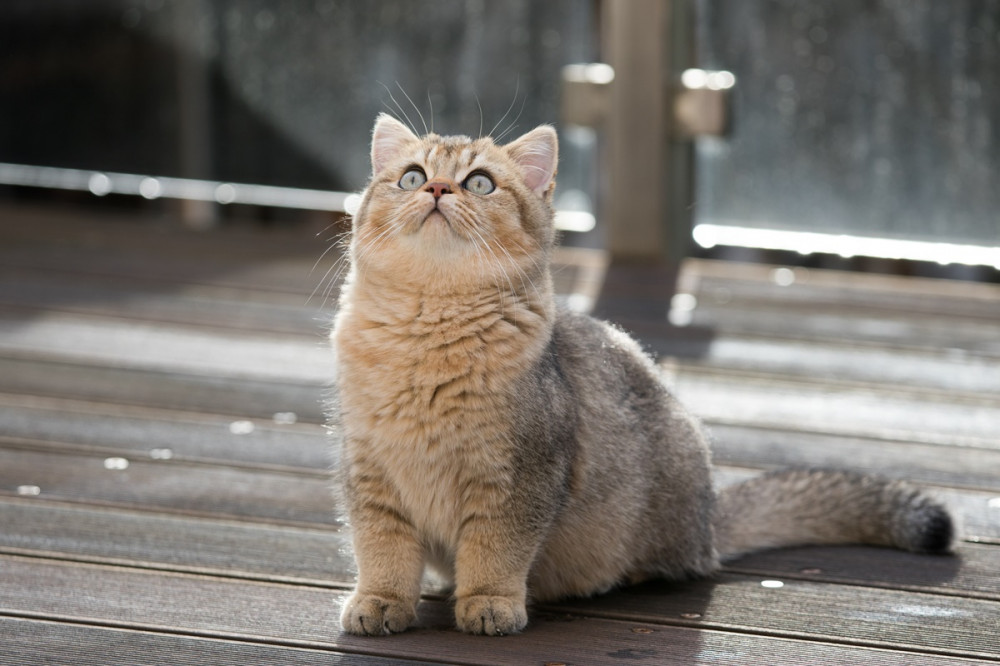 szépséges cica ül és felfelé néz