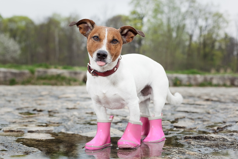 terrier rózsaszín gumicsizmában áll a vizes földön