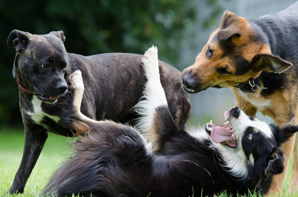 három kutya birkózva játszik