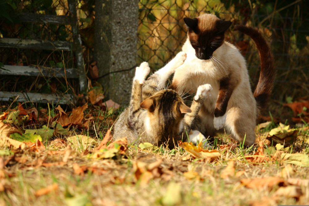 két cica az őszi avarban játszik