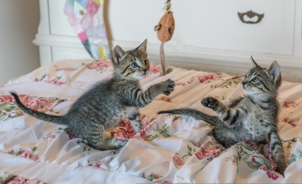 két cirmos cica az ágyon pálcás játékkal játszik