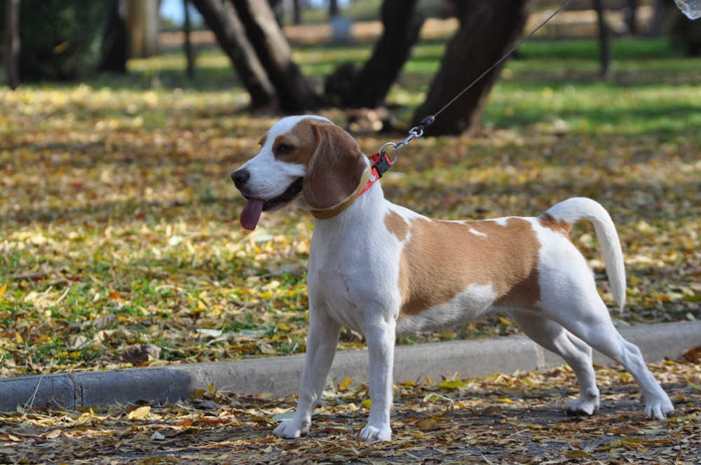 kutya boldog arccal sétára indul