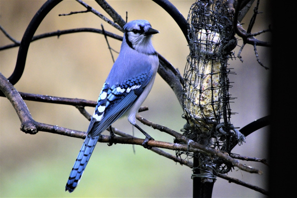 gyönyörű kék madár hálóba erősített faggyút eszik