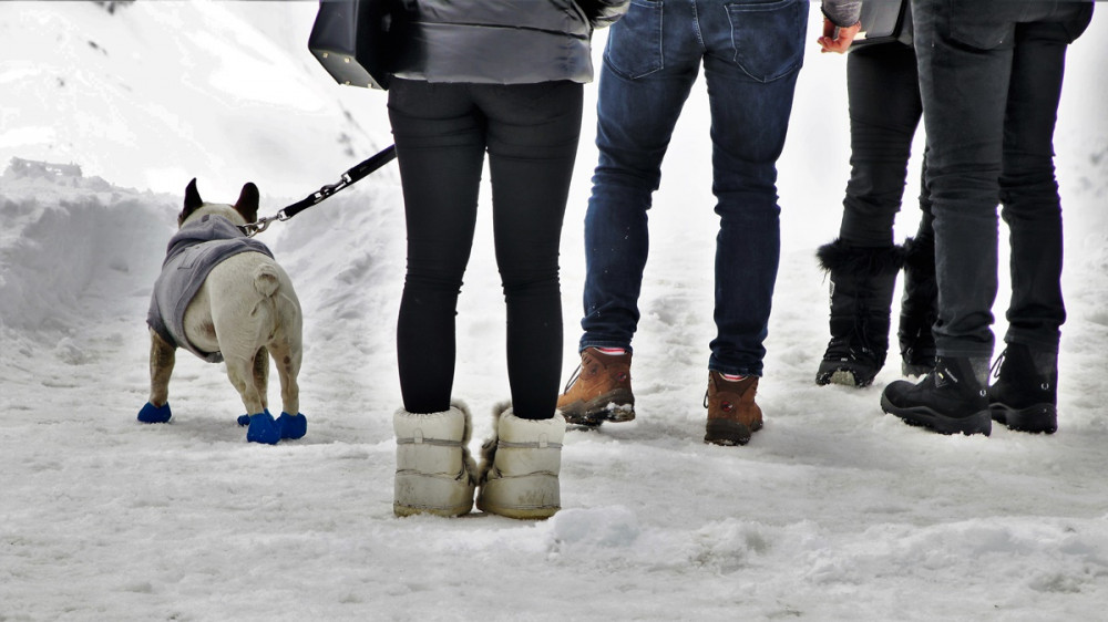 társaság hóban kutyát sétáltat, emberek és kutya is csizmában