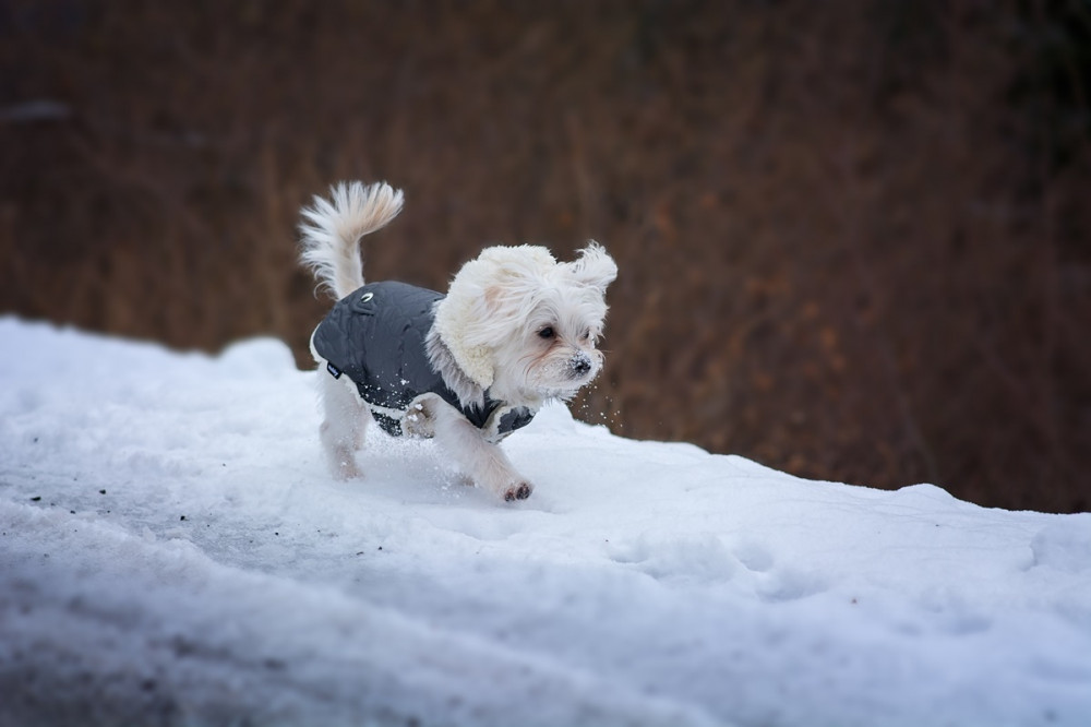 kis fehér kutya kutyaruhában sétál a hóban