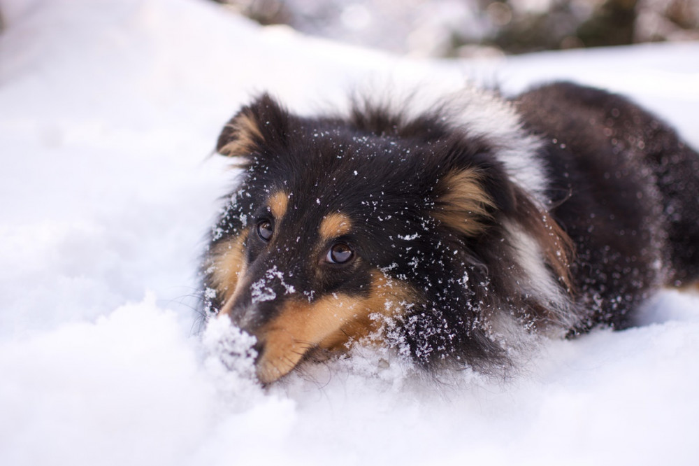 sheltie fekszik a hóban, még az orra is havas