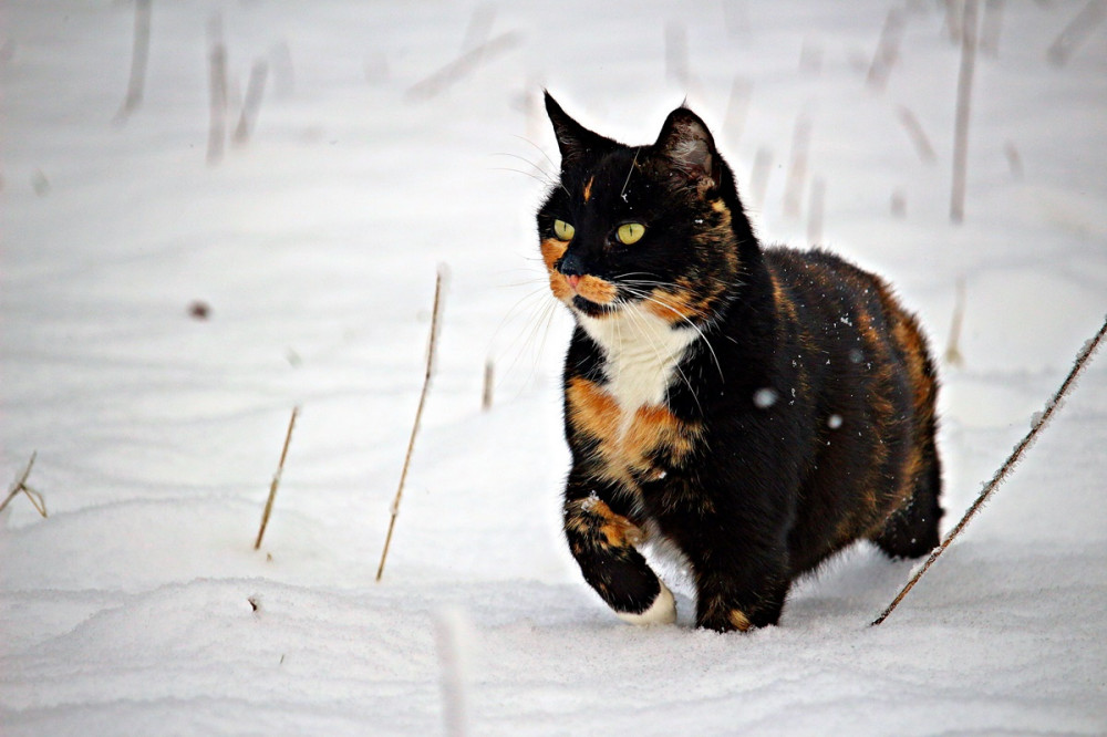 háromszínű cica baktat a hóban