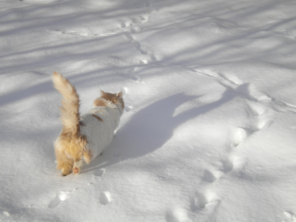 vörös-fehér cica bandukol a hóban