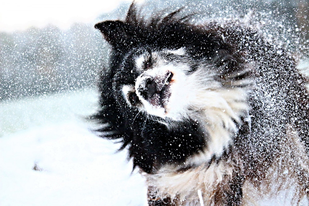 kutya lerázza a szőtéről a havat