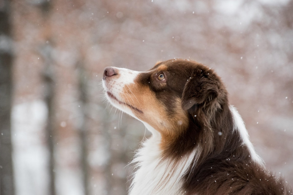 kutya a havazást figyeli