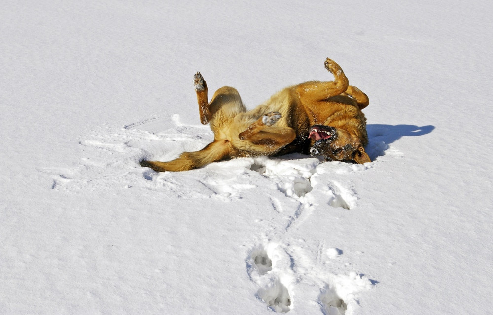 kutya a hátán fetreng a hóban