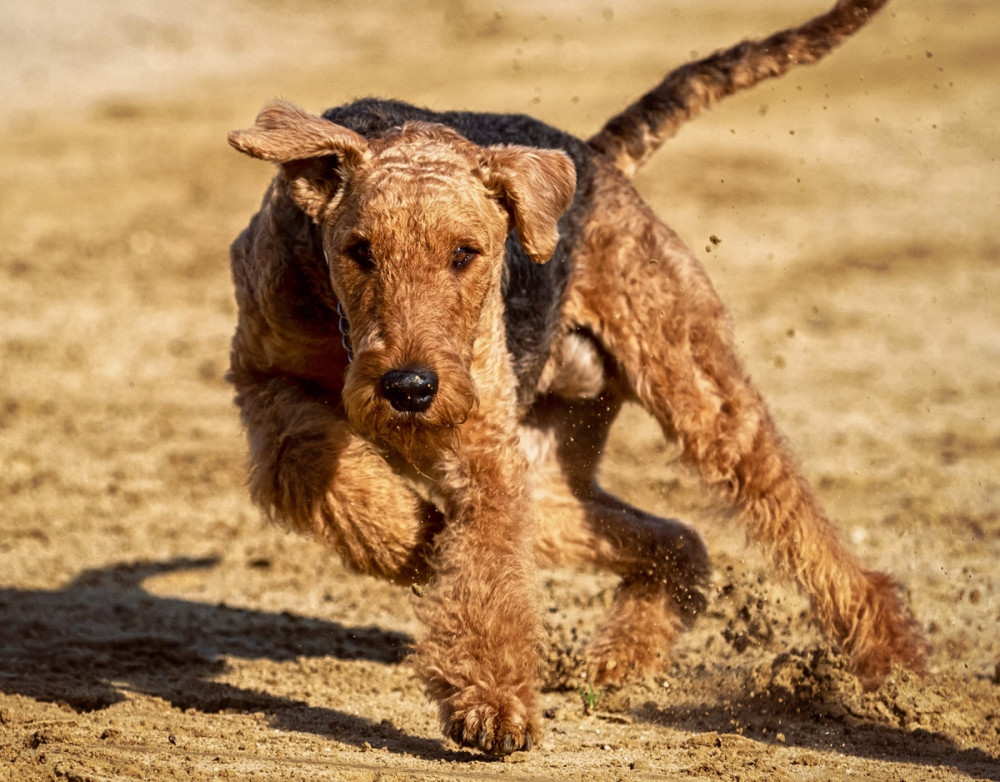 airedale terrier rohan