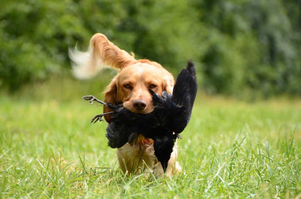 retriever madárral a szájában