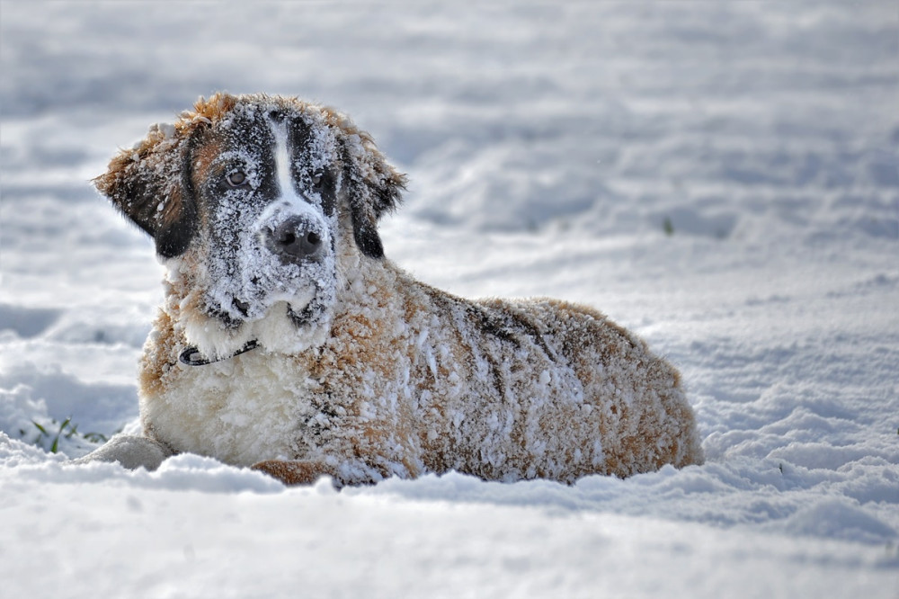 teljesen behavazott kutya fekszik a hóban