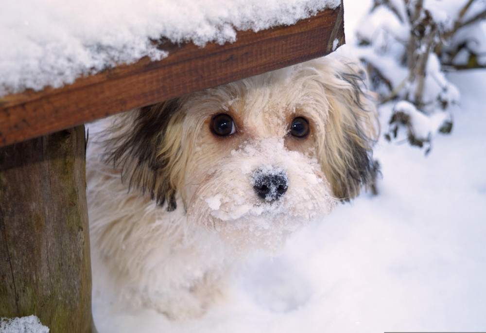pici kutya pad alól les, körülötte minden havas